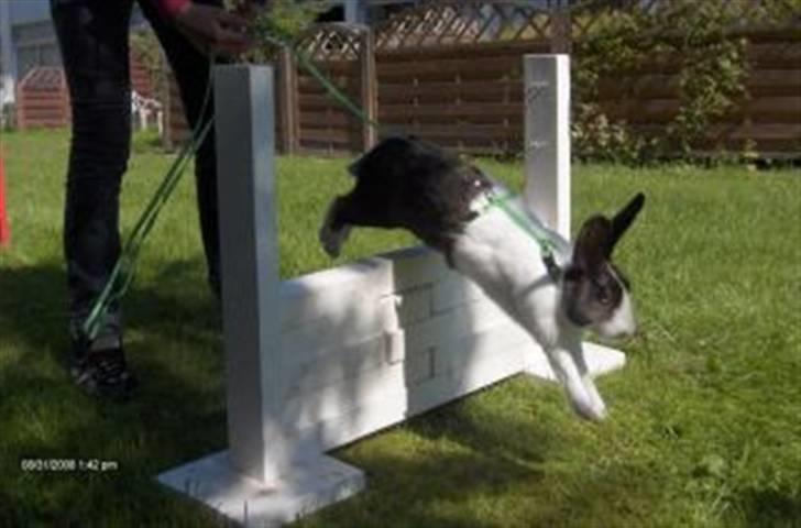 Kanin Beders After Eight billede 3