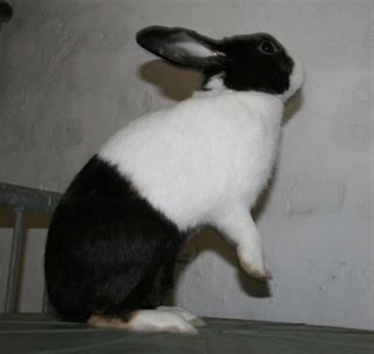 Kanin Beders After Eight billede 4