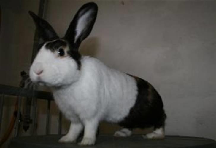 Kanin Beders After Eight billede 5