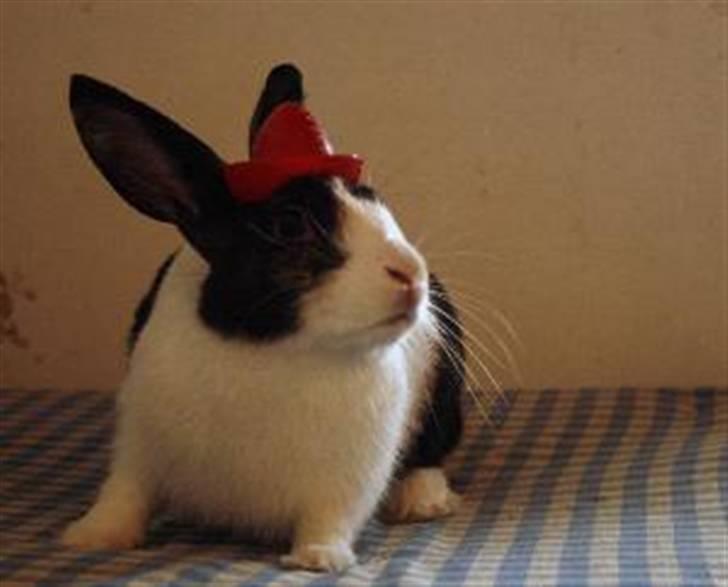 Kanin Beders After Eight billede 6