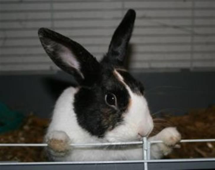 Kanin Beders After Eight billede 7