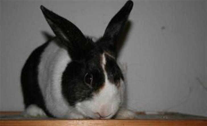 Kanin Beders After Eight billede 8