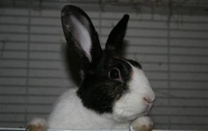 Kanin Beders After Eight billede 9