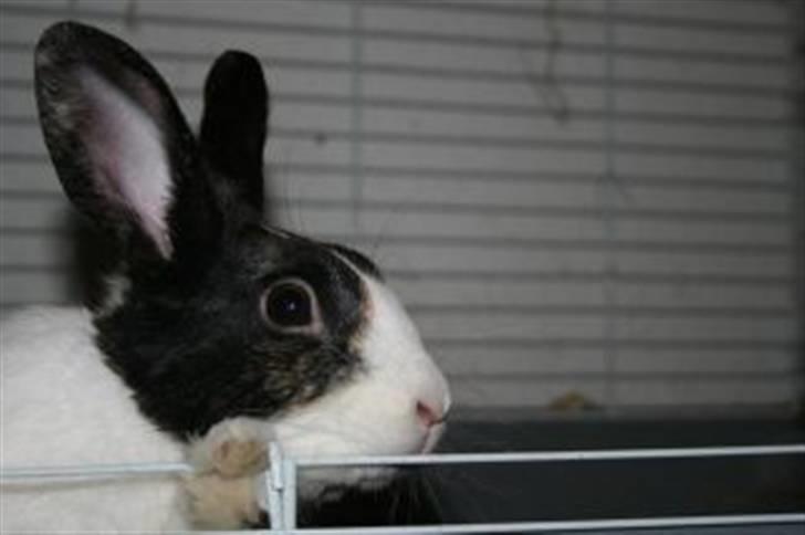 Kanin Beders After Eight billede 10