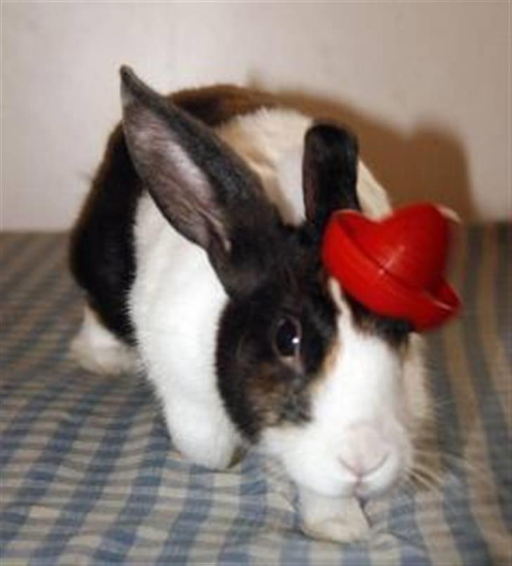 Kanin Beders After Eight billede 11