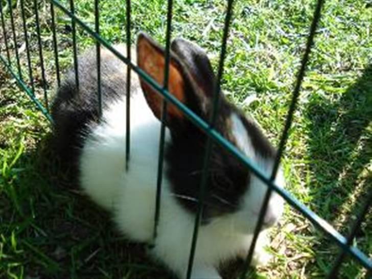 Kanin Beders After Eight - Affe som baby :D billede 12