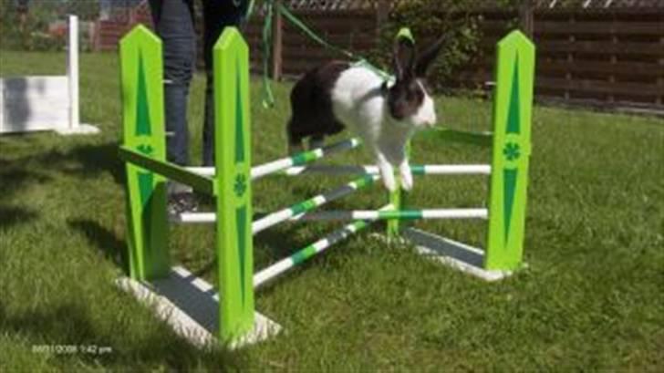 Kanin Beders After Eight billede 13