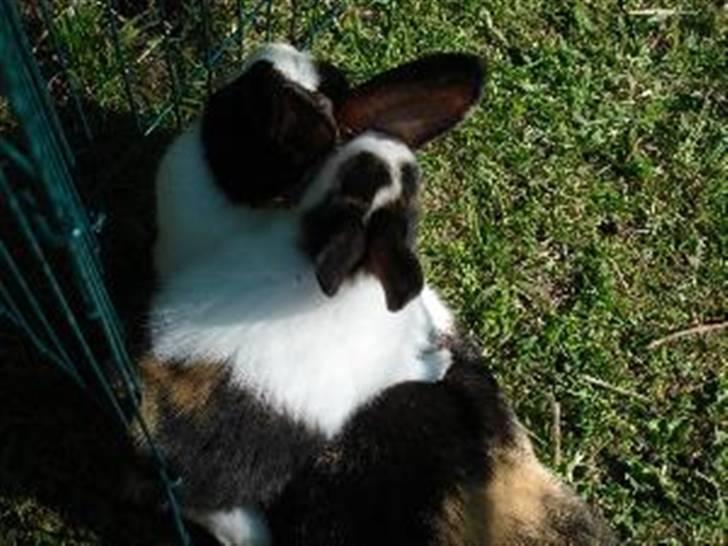 Kanin Beders After Eight billede 14