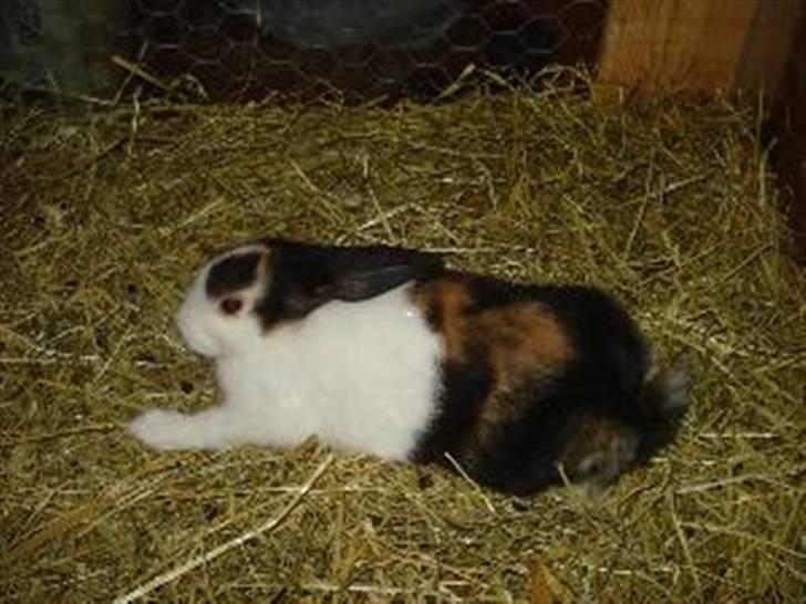 Kanin Beders After Eight billede 15