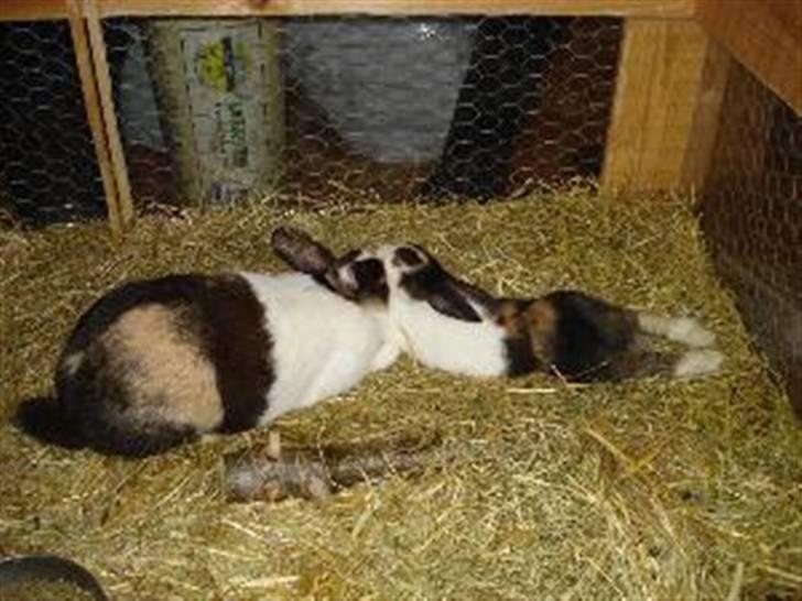 Kanin Beders After Eight - Affe med sin mor. billede 16