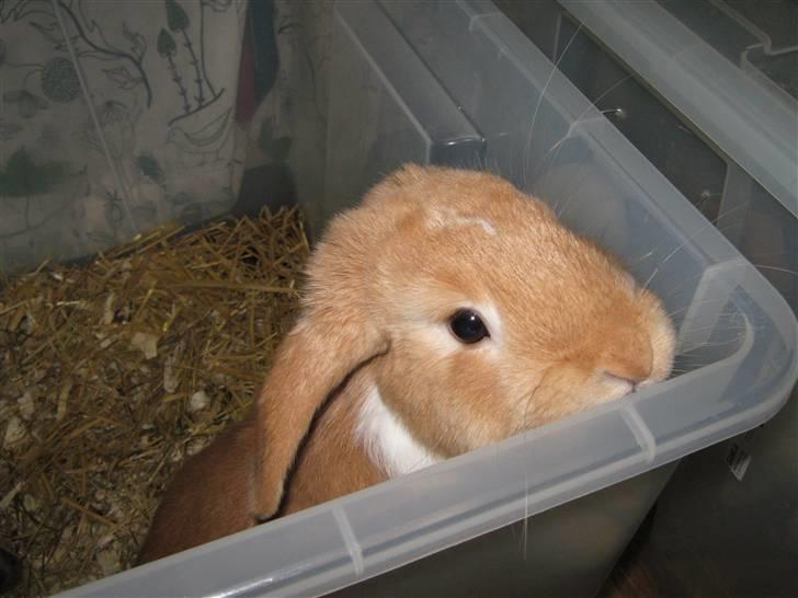 Kanin Alfred billede 1