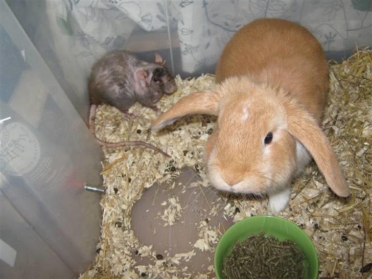 Kanin Alfred billede 2