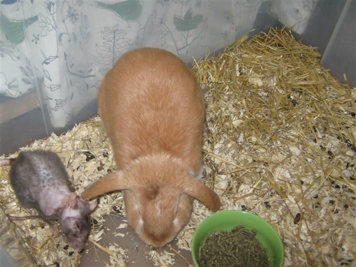 Kanin Alfred billede 3