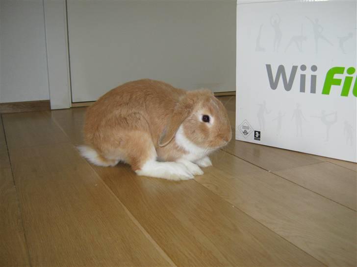 Kanin Alfred billede 4