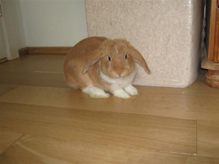 Kanin Alfred billede 5