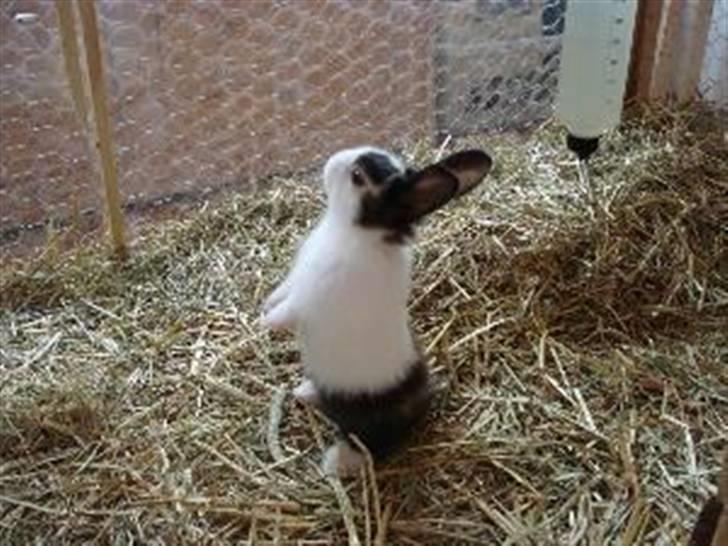 Kanin Beders After Eight billede 17