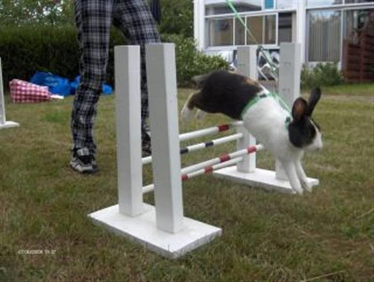 Kanin Beders After Eight billede 18