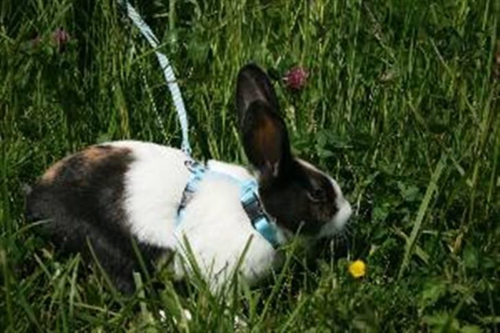 Kanin Beders After Eight billede 19