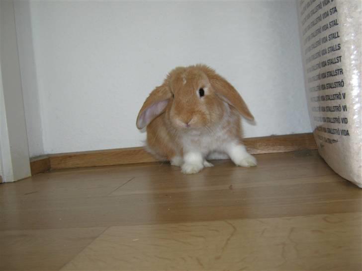 Kanin Alfred billede 6