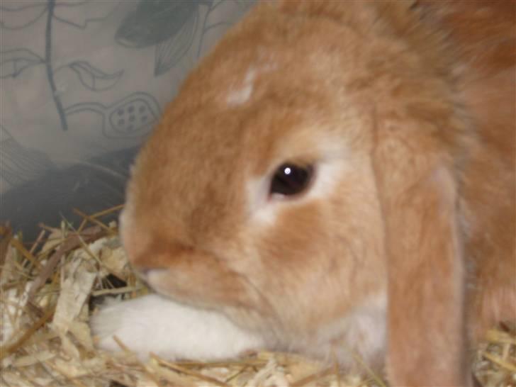 Kanin Alfred billede 7