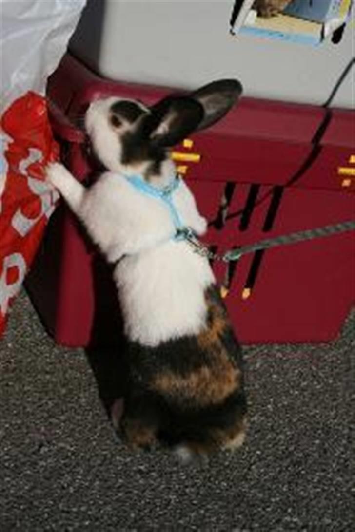 Kanin Beders After Eight - Affe på vej til hans første stævne :) billede 20