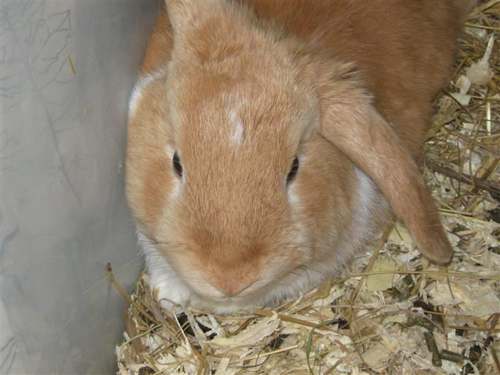 Kanin Alfred billede 8