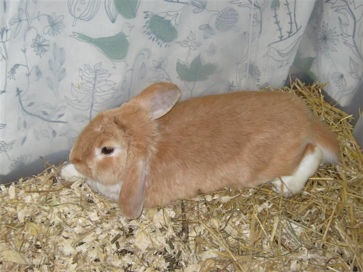 Kanin Alfred billede 9