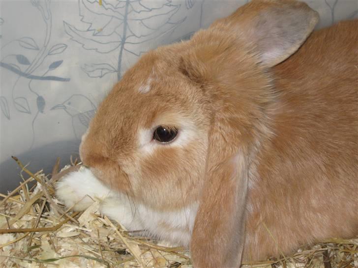 Kanin Alfred billede 10