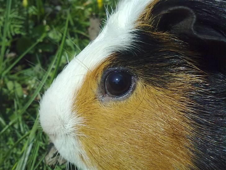 Marsvin  Henning R.I.P. ;( - Velkommen til Hennings profil kig dig omkring og lig en kommentar!? billede 1