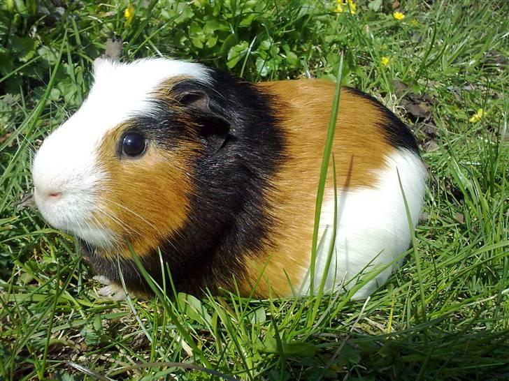 Marsvin  Henning R.I.P. ;( - Ude i haven blandt nogle gule blomster billede 2