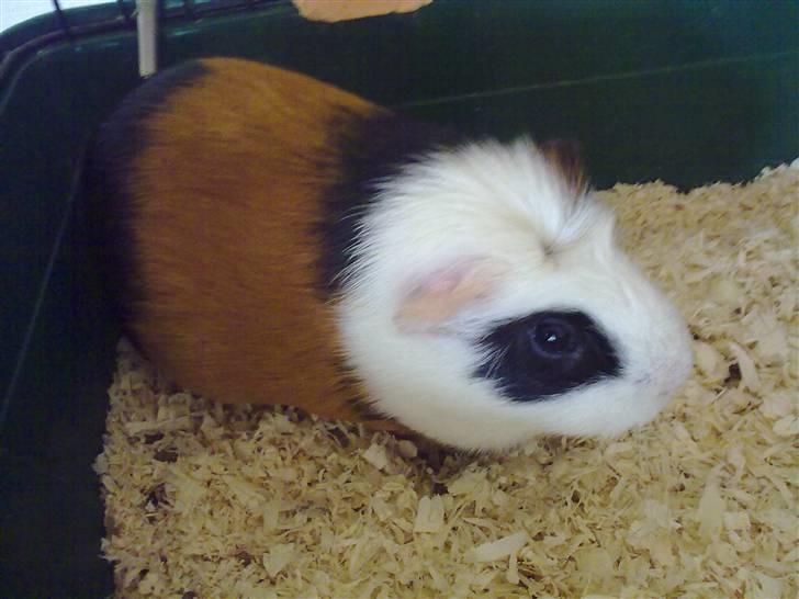 Marsvin  Henning R.I.P. ;( billede 3