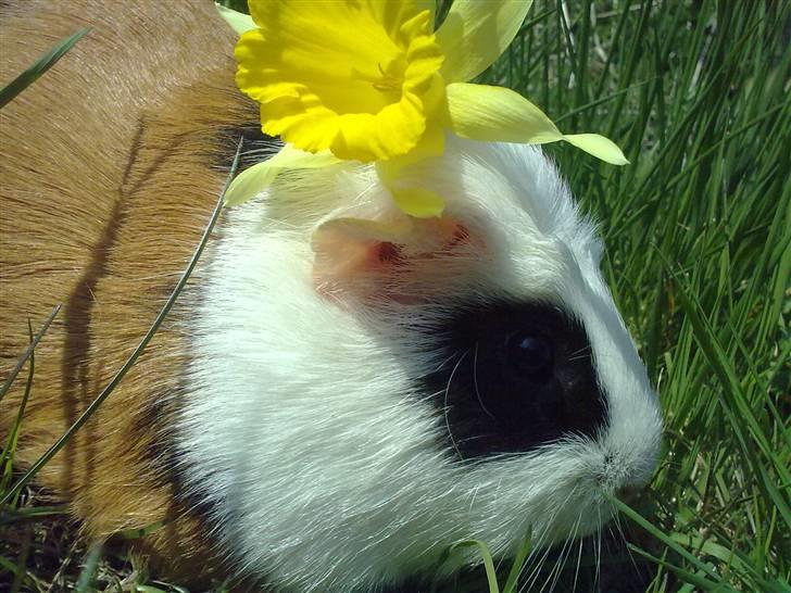 Marsvin  Henning R.I.P. ;( - Henning som har fundet en fin påskelilje......=) billede 4