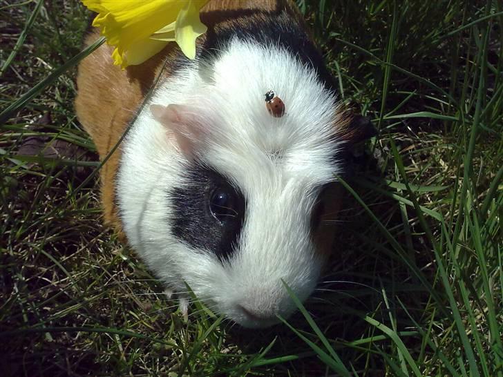 Marsvin  Henning R.I.P. ;( - Her har min lille basse en mariehøne i panden.......smiler =) billede 5