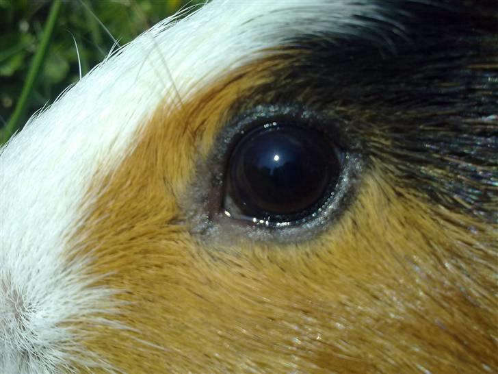 Marsvin  Henning R.I.P. ;( billede 6