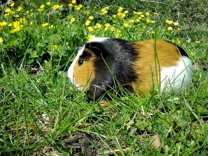 Marsvin  Henning R.I.P. ;( - Ude i haven blandt nogle gule blomster billede 7