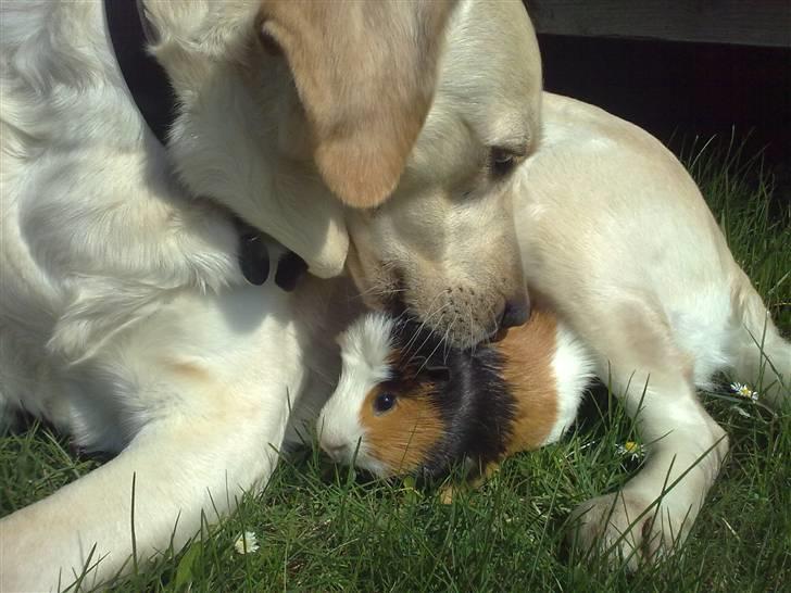 Marsvin  Henning R.I.P. ;( - Anton behandler Henning som var han hendes hvalp <3 billede 8