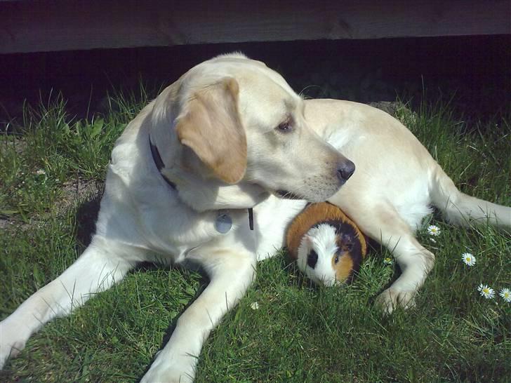 Marsvin  Henning R.I.P. ;( - Anton min hund som er på hundegalleri under labrador retrivere :o) billede 9