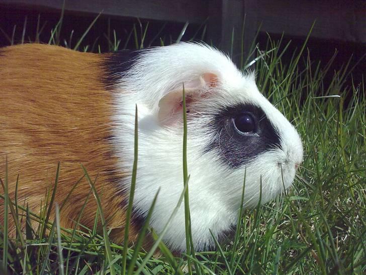 Marsvin  Henning R.I.P. ;( billede 10