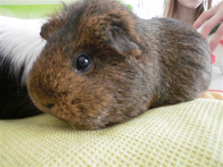 Marsvin Luna billede 1