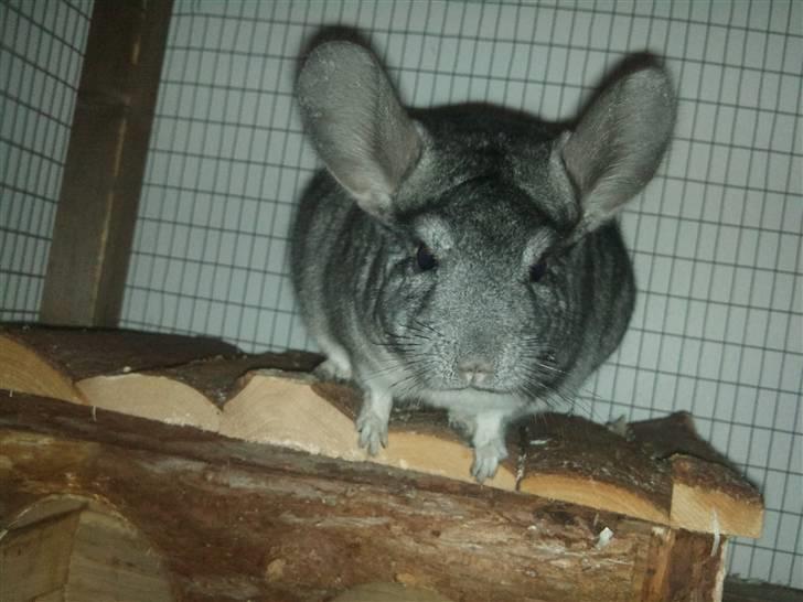 Chinchilla Burger <3 Solgt billede 18