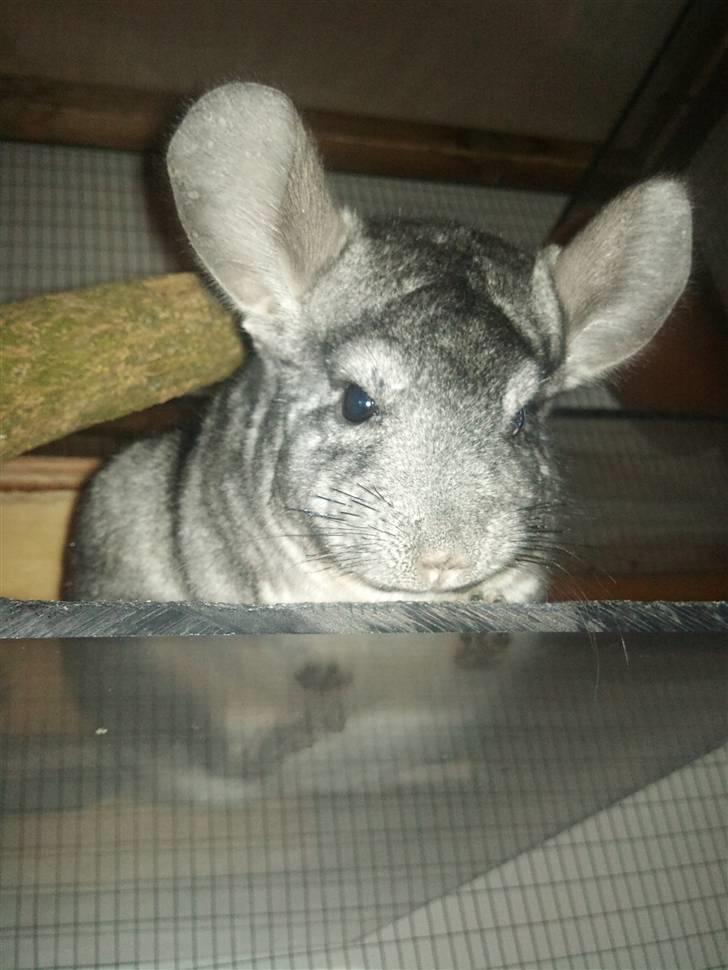 Chinchilla Burger <3 Solgt billede 19