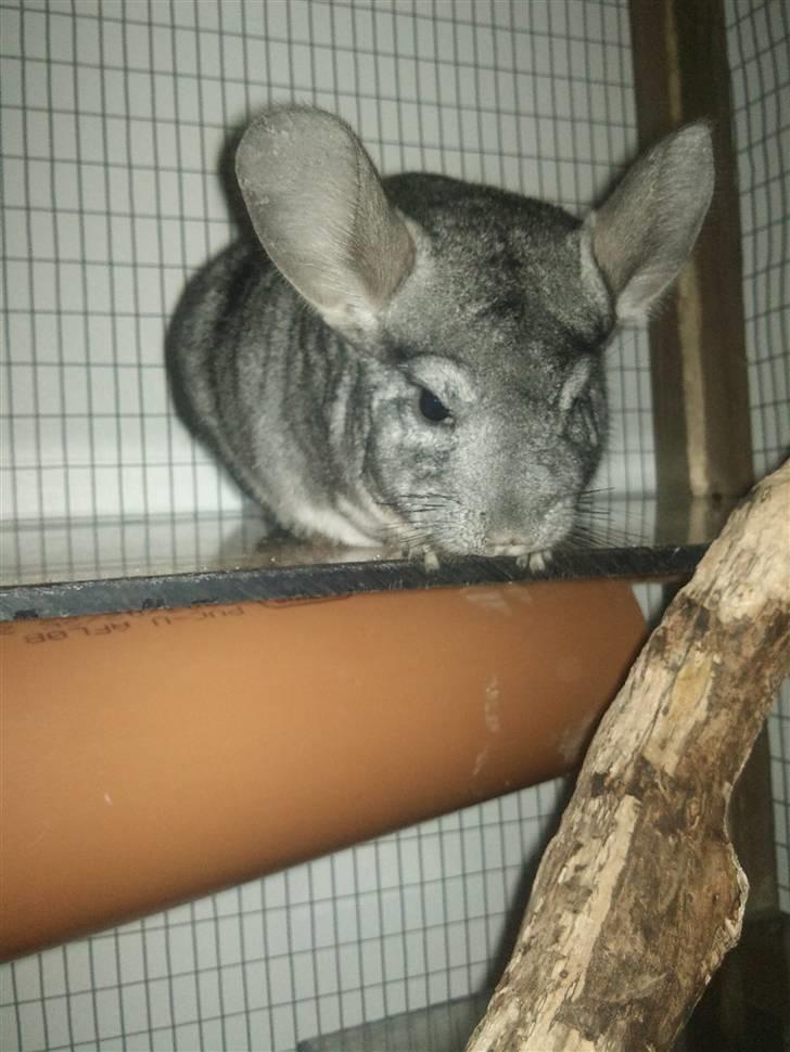 Chinchilla Burger <3 Solgt billede 20