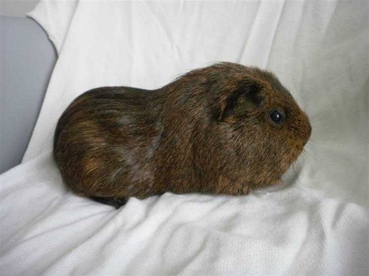 Marsvin Luna billede 2