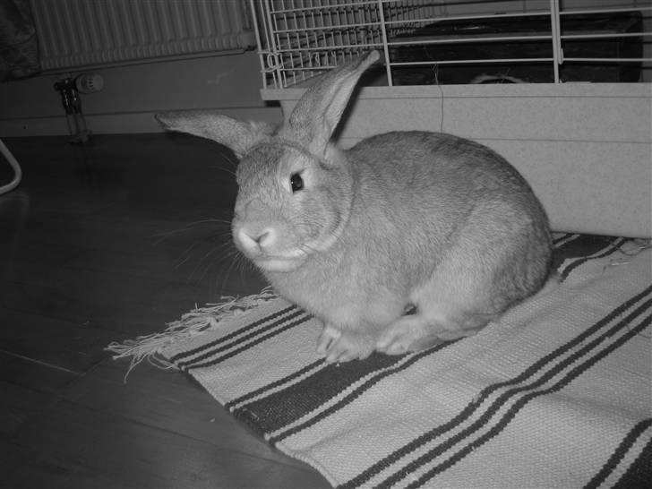 Kanin Molly *RIP* billede 1
