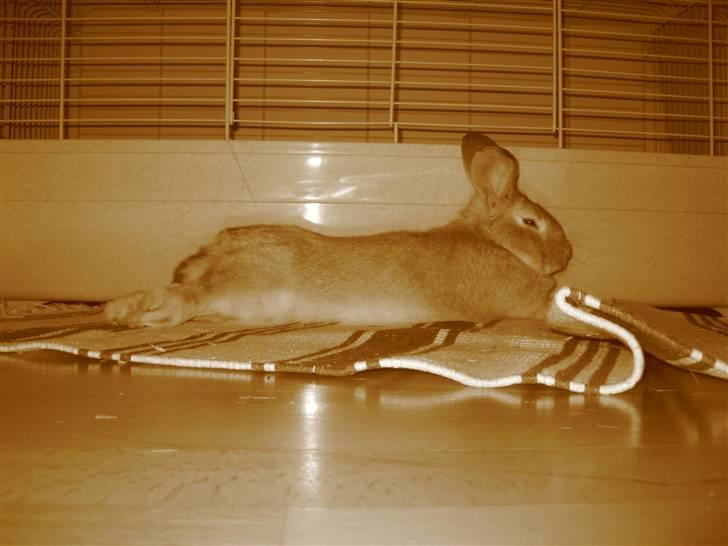 Kanin Molly *RIP* billede 2