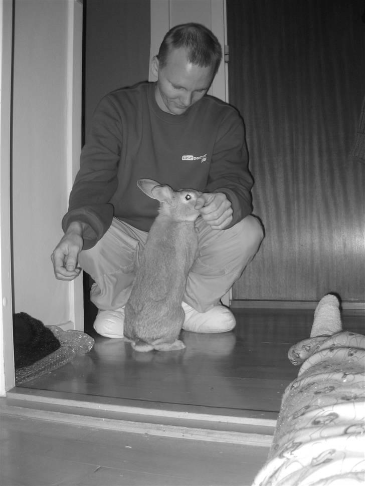 Kanin Molly *RIP* billede 3