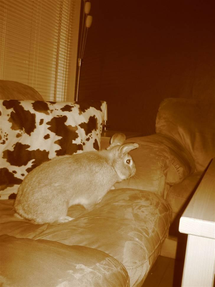 Kanin Molly *RIP* billede 4