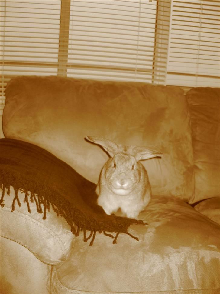 Kanin Molly *RIP* billede 5