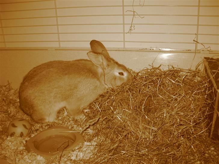 Kanin Molly *RIP* billede 6