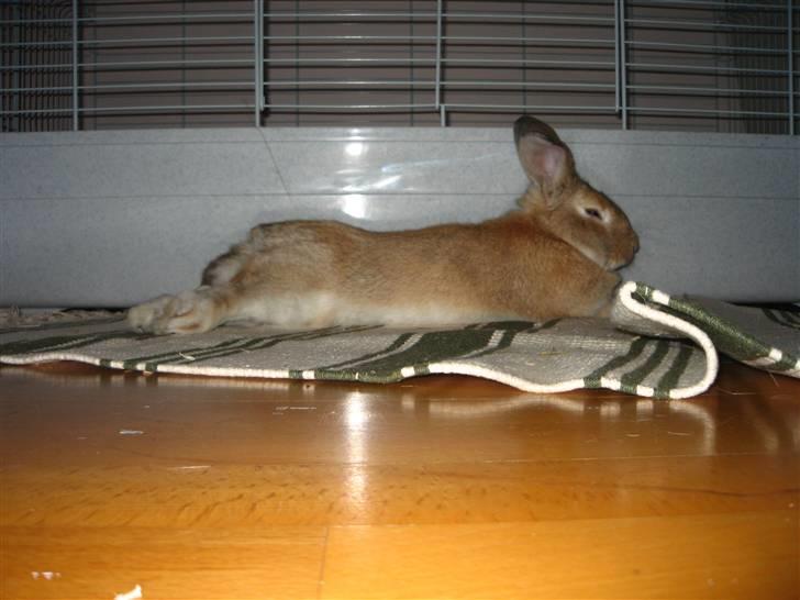 Kanin Molly *RIP* billede 7